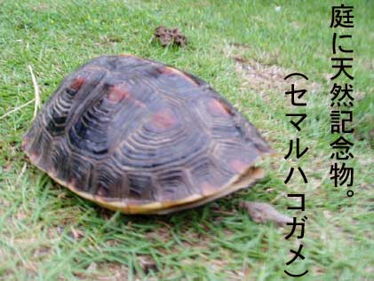 そこらに天然記念物。