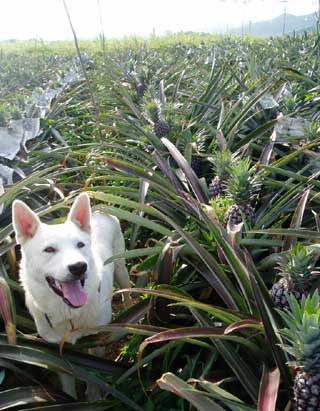 パイン畑でつかまえて。